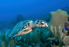 Hawksbill Sea Turtle on Caribbean reef Poster Print by Karen Doody/Stocktrek Images - Item # VARPSTKWD400015U