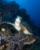 Green sea turtle in North Sulawesi, Indonesia Poster Print by Brandi Mueller/Stocktrek Images - Item # VARPSTBMU400038U