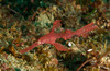 Red robust ghost pipefish, Philippines Poster Print by Mathieu Meur/Stocktrek Images - Item # VARPSTMME400146U