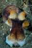 The day octopus on volcanic sand, Lembeh Strait, Indonesia Poster Print by Steve Jones/Stocktrek Images - Item # VARPSTSJN400431U