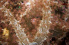 Beautiful soft coral, Papua New Guinea Poster Print by Terry Moore/Stocktrek Images - Item # VARPSTTMO400321U