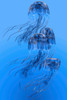 Illustration of blue-spotted jellyfish swimming together Poster Print by Corey Ford/Stocktrek Images - Item # VARPSTCFR300189U