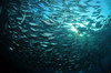 Circular school of trevally with sunburst, Bali, Indonesia Poster Print by Mathieu Meur/Stocktrek Images - Item # VARPSTMME400413U