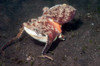 Coconut octopus carries two halves of a clam shell, Lembeh Strait, Indonesia Poster Print by VWPics/Stocktrek Images - Item # VARPSTVWP401142U