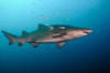 Sand tiger shark swims in blue water off coast of North Carolina Poster Print by Karen Doody/Stocktrek Images - Item # VARPSTKWD400033U