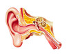 Cutaway diagram of human ear Poster Print by Leonello Calvetti/Stocktrek Images - Item # VARPSTVET700042H