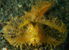 Green ambon scorpionfish, North Sulawesi Poster Print by Mathieu Meur/Stocktrek Images - Item # VARPSTMME400257U