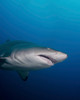 A sand tiger shark off the coast of North Carolina Poster Print by Brent Barnes/Stocktrek Images - Item # VARPSTBBA400071U