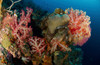 Reef scene with gorgonian sea fans and soft corals, North Sulawesi Poster Print by Mathieu Meur/Stocktrek Images - Item # VARPSTMME400298U