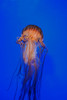 Pacific sea nettle Poster Print by VWPics/Stocktrek Images - Item # VARPSTVWP400509U Pacific sea nettle Poster Print by VWPics/Stocktrek Images - Item # VARPSTVWP400509U