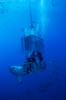 Great White Shark and divers, Guadalupe Island, Mexico Poster Print by Todd Winner/Stocktrek Images - Item # VARPSTTSW400137U