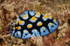 Nudibranch feeding on algae, Papua New Guinea Poster Print by Terry Moore/Stocktrek Images - Item # VARPSTTMO400281U
