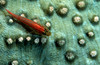 Goby on a coral, Tulamben, Bali, Indonesia Poster Print by VWPics/Stocktrek Images - Item # VARPSTVWP401494U