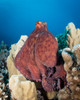 Octopus in the Red Sea, Egypt Poster Print by Brandi Mueller/Stocktrek Images - Item # VARPSTBMU400002U