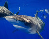 A curious oceanic whitetip shark, Cat Island, Bahamas Poster Print by Brent Barnes/Stocktrek Images - Item # VARPSTBBA400042U