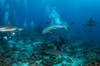 Divers and grey reef sharks, Roatan, Honduras Poster Print by Brandi Mueller/Stocktrek Images - Item # VARPSTBMU400251U