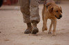 A military working dog and his handler taking a walk Poster Print by Stocktrek Images - Item # VARPSTSTK105410M