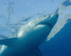 A great white shark at Guadalupe Island, Mexico Poster Print by Brent Barnes/Stocktrek Images - Item # VARPSTBBA400216U