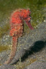 Common seahorse Lembeh Strait, Indonesia Poster Print by VWPics/Stocktrek Images - Item # VARPSTVWP401091U