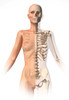 Female body with bone skeleton superimposed Poster Print by Leonello Calvetti/Stocktrek Images - Item # VARPSTVET700049H