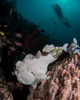 Frogfish with diver in the Philippines Poster Print by Brandi Mueller/Stocktrek Images - Item # VARPSTBMU400226U