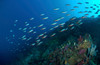 School of neon fusilier fish, North Sulawesi, Indonesia Poster Print by Mathieu Meur/Stocktrek Images - Item # VARPSTMME400246U