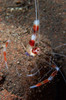 Red and white banded cleaner shrimp, Bali, Indonesia Poster Print by Mathieu Meur/Stocktrek Images - Item # VARPSTMME400290U