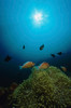 Rays of light shining on clownfish with sea anemone Poster Print by VWPics/Stocktrek Images - Item # VARPSTVWP401506U