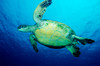 A green sea turtle swimming in the Pacific Ocean off Cocos Island Poster Print by VWPics/Stocktrek Images - Item # VARPSTVWP400564U