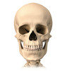 Anatomy of human skull, front view Poster Print by Leonello Calvetti/Stocktrek Images - Item # VARPSTVET700024H