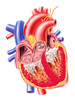 Anatomy of human heart, cross section Poster Print by Leonello Calvetti/Stocktrek Images - Item # VARPSTVET700004H