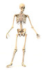 Male human skeleton in dynamic posture, front view Poster Print by Leonello Calvetti/Stocktrek Images - Item # VARPSTVET700062H