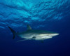 A silky shark with an embedded hook and line at Cat Island in the Bahamas Poster Print by Brent Barnes/Stocktrek Images - Item # VARPSTBBA400161U