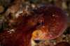 Head shot of a brownish red coconut octopus, North Sulawesi Poster Print by Mathieu Meur/Stocktrek Images - Item # VARPSTMME400441U