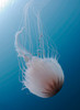 Sea Nettle Jellyfish in Atlantic Ocean Poster Print by Karen Doody/Stocktrek Images - Item # VARPSTKWD400038U