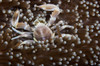 Porcelain Crab on its anemone, Papua New Guinea Poster Print by Terry Moore/Stocktrek Images - Item # VARPSTTMO400324U