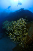 Heart-shaped school of fish at Sea Tiger wreck, Honolulu, Oahu, Hawaii Poster Print by VWPics/Stocktrek Images - Item # VARPSTVWP400064U