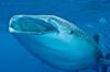 Close-up of a whale shark swimming with mouth open wide, Maldives Poster Print by Mathieu Meur/Stocktrek Images - Item # VARPSTMME400656U