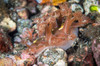 Marionia nudibranch in Komodo National Park, Indonesia Poster Print by Brandi Mueller/Stocktrek Images - Item # VARPSTBMU400198U