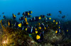 School of king angelfish, Sea of Cortez, Mexico Poster Print by VWPics/Stocktrek Images - Item # VARPSTVWP401466U