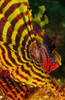 Bright yellow and red pectoral fin of a dwarf lionfish Poster Print by Mathieu Meur/Stocktrek Images - Item # VARPSTMME400280U