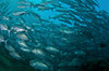 School of trevally swimming by, Bali, Indonesia Poster Print by Mathieu Meur/Stocktrek Images - Item # VARPSTMME400393U