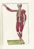 The science of human anatomy by Bartholomeo Eustachi Poster Print by National Library of Medicine/Stocktrek Images - Item # VARPSTNLM700022H