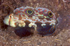 Crab-eyed Goby displaying its colorful fins, Papua New Guinea Poster Print by Terry Moore/Stocktrek Images - Item # VARPSTTMO400314U