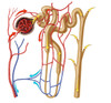 Nephron detail, the functional unit of excretion in the human kidney Poster Print by TriFocal Communications/Stocktrek Images - Item # VARPSTTRF700068H