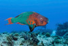 Rainbow Parrotfish swimming in the Carribean Sea Poster Print by Karen Doody/Stocktrek Images - Item # VARPSTKWD400122U