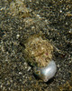 Lizardfish feeding on a fish in Lembeh Strait, Indonesia Poster Print by Brent Barnes/Stocktrek Images - Item # VARPSTBBA400090U