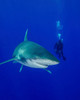 Diver swimming with an oceanic whitetip shark Poster Print by Brent Barnes/Stocktrek Images - Item # VARPSTBBA400046U