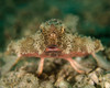 Batfish, West Palm Beach, Florida Poster Print by Brent Barnes/Stocktrek Images - Item # VARPSTBBA400110U