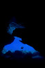 Diver with lights entering a submerged cave, Australia Poster Print by Mathieu Meur/Stocktrek Images - Item # VARPSTMME400417U